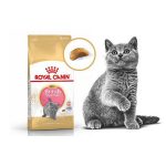 غذای خشک بچه گربه نژاد بریتیش شورت هیر royal canin
