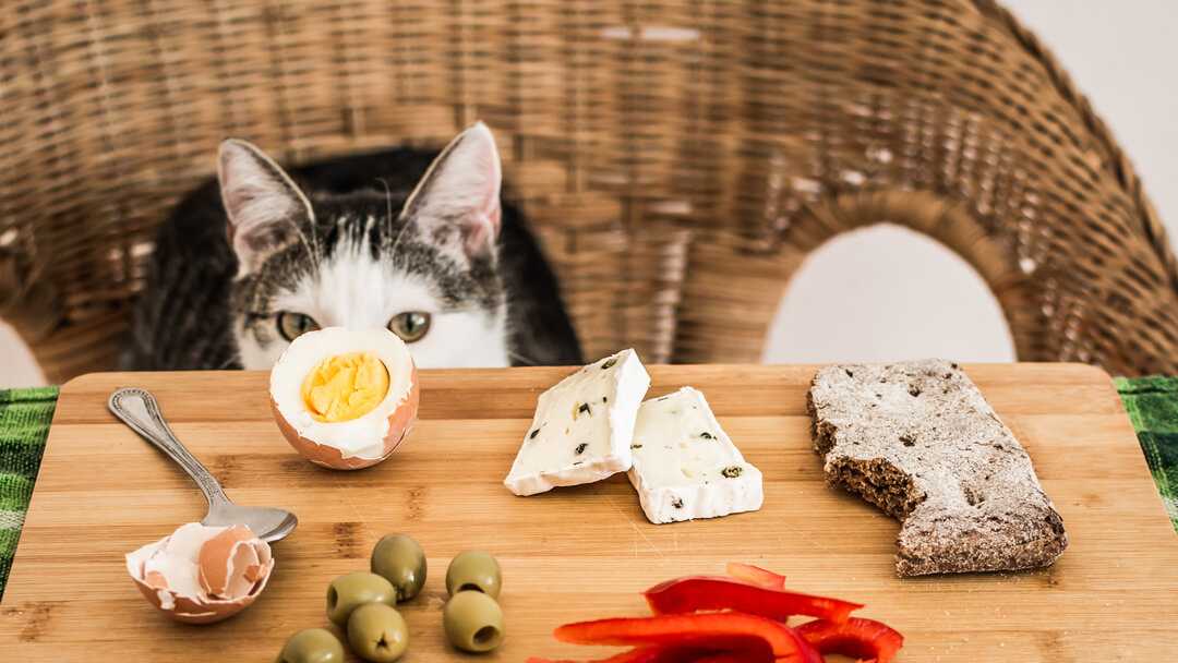 مراقبت غذایی برای گربه در عید