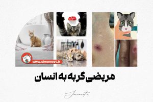 مریضی گربه به انسان