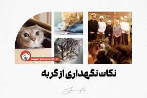 نکات نگهداری از گربه