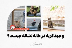 وجود گربه در خانه نشانه چیست؟