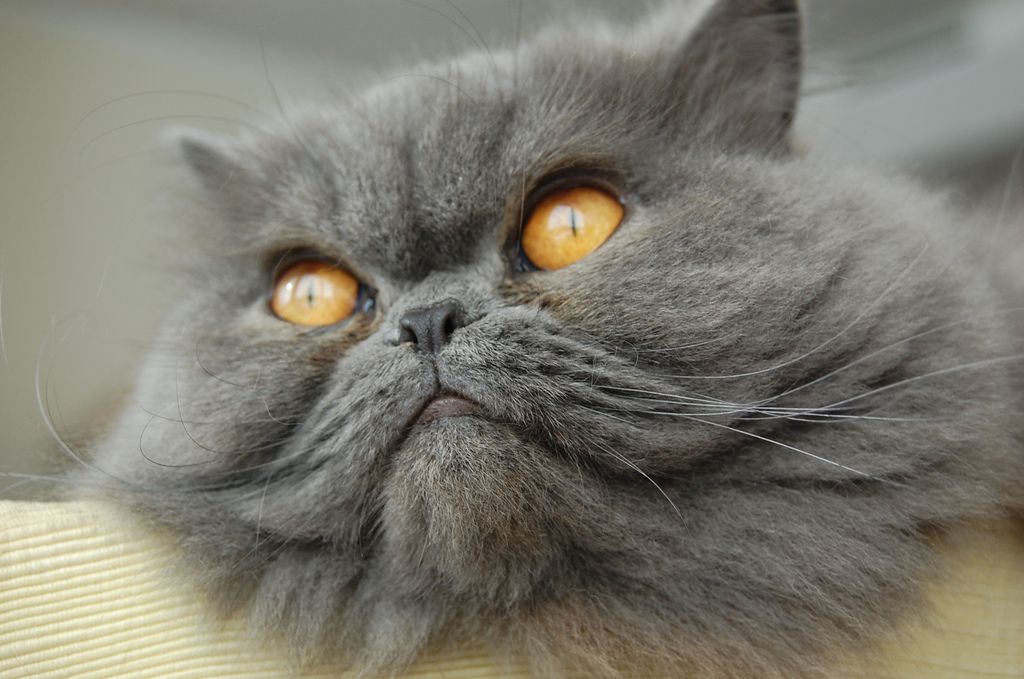 گربه ایرانی طوسی