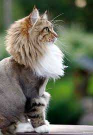آرایشگاه موی گربه