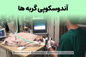 آندوسکوپی گربه ها