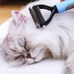 استفاده برس دیشدینگ گربه و سگ مدل گره بازکن کوچک