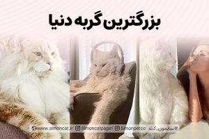 بزرگترین گربه دنیا