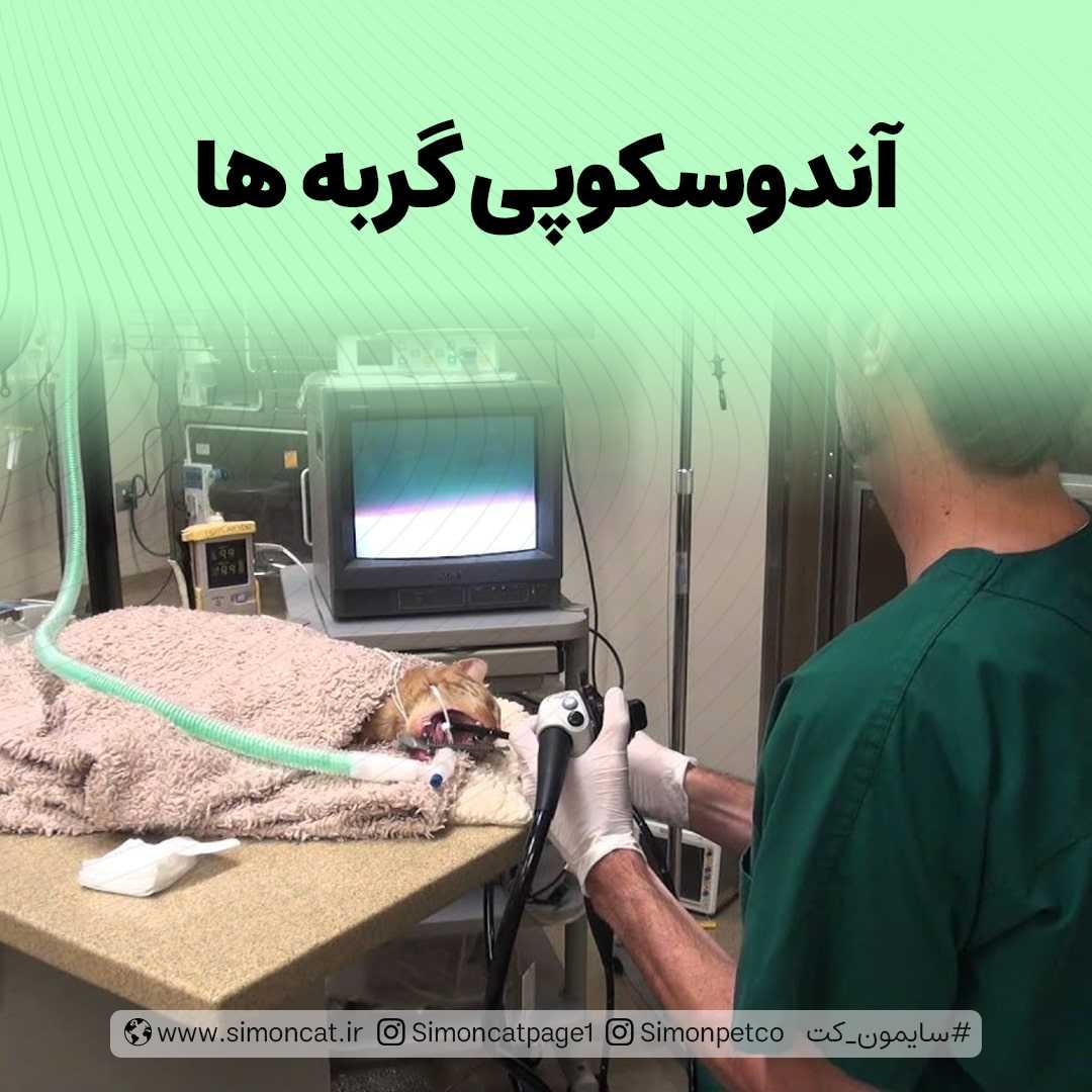تصویر آندوسکوپی گربه ها