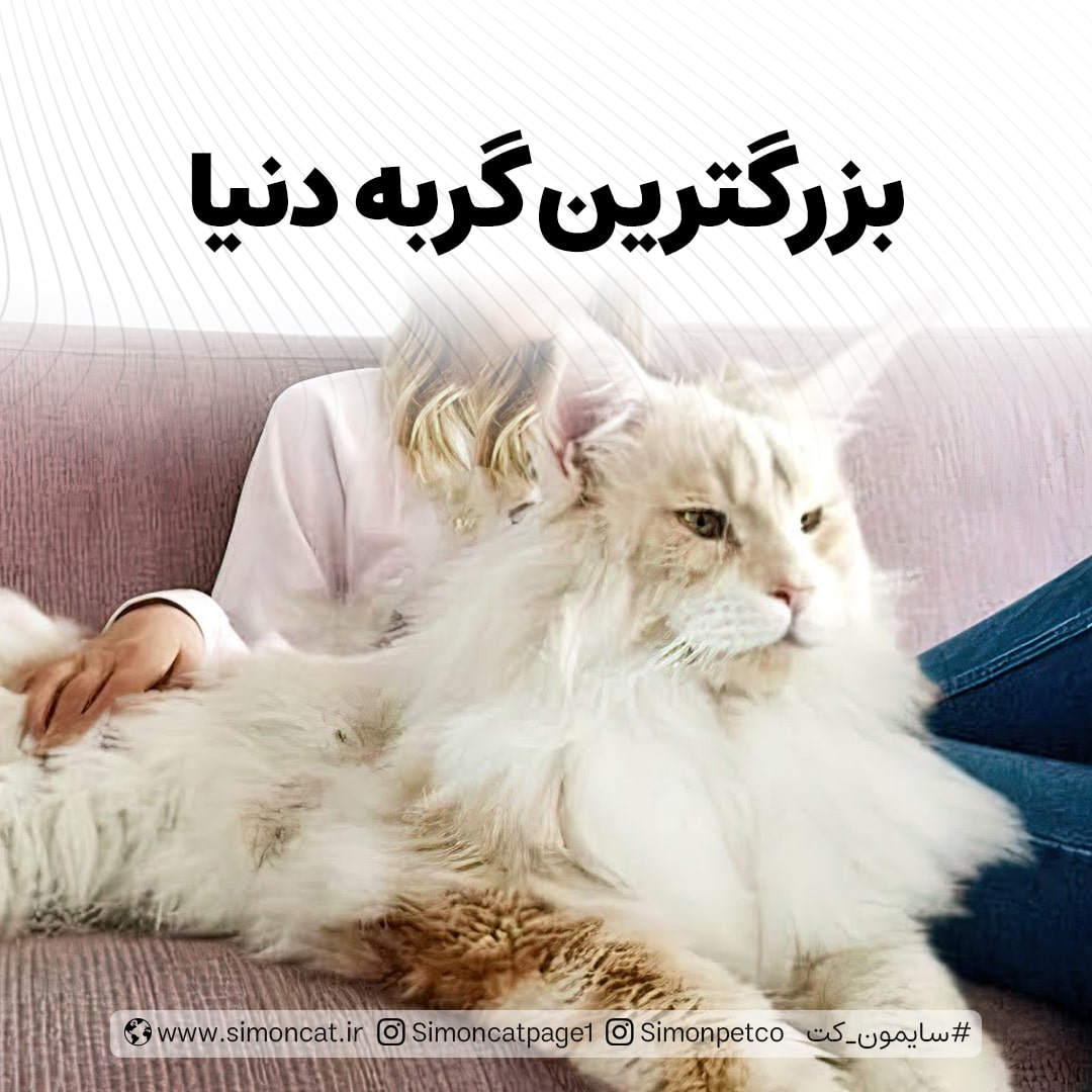تصویر بزرگترین گربه دنیا