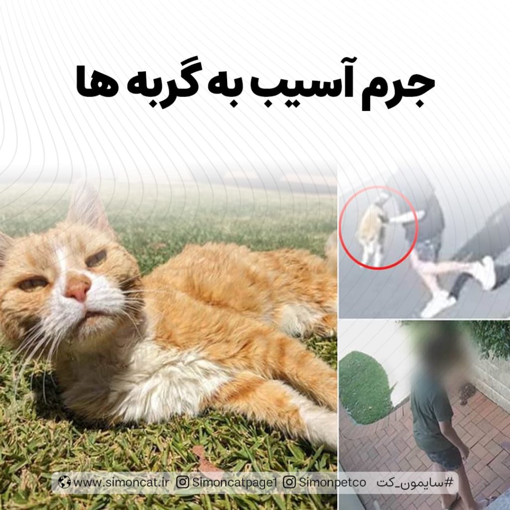 تصویر جرم آسیب به گربه ها