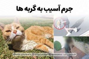 جرم آسیب به گربه ها