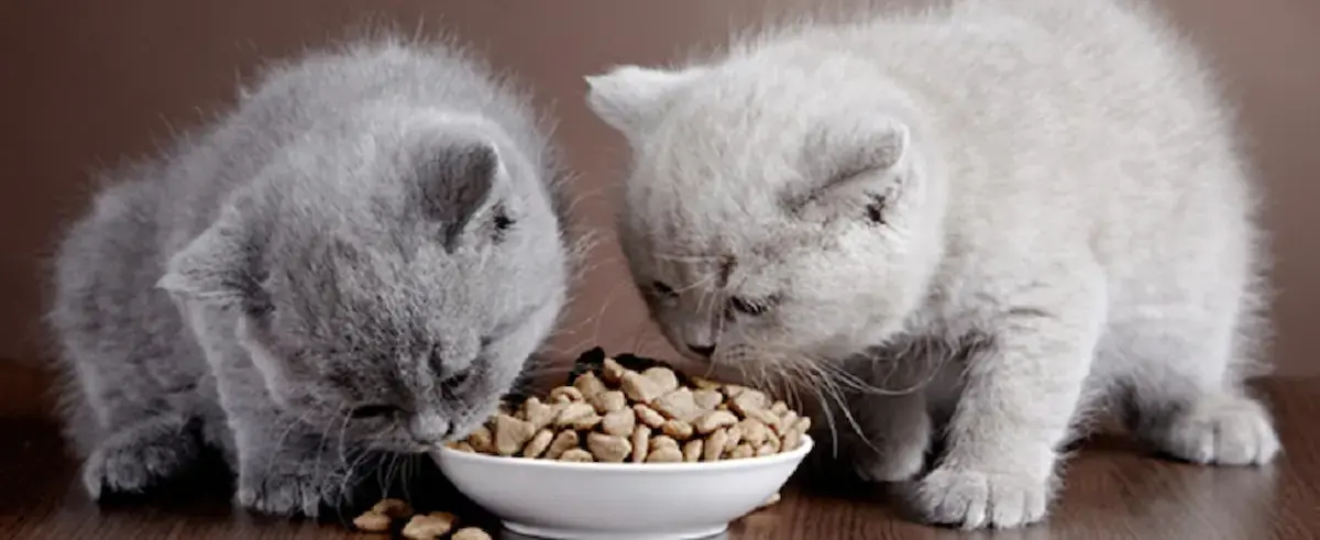 خوردن غذا خشک توسط گربه