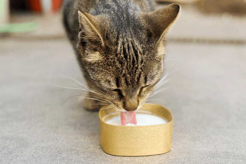 خوردن ماست پروبیوتیک مخصوص برای گربه خوب است