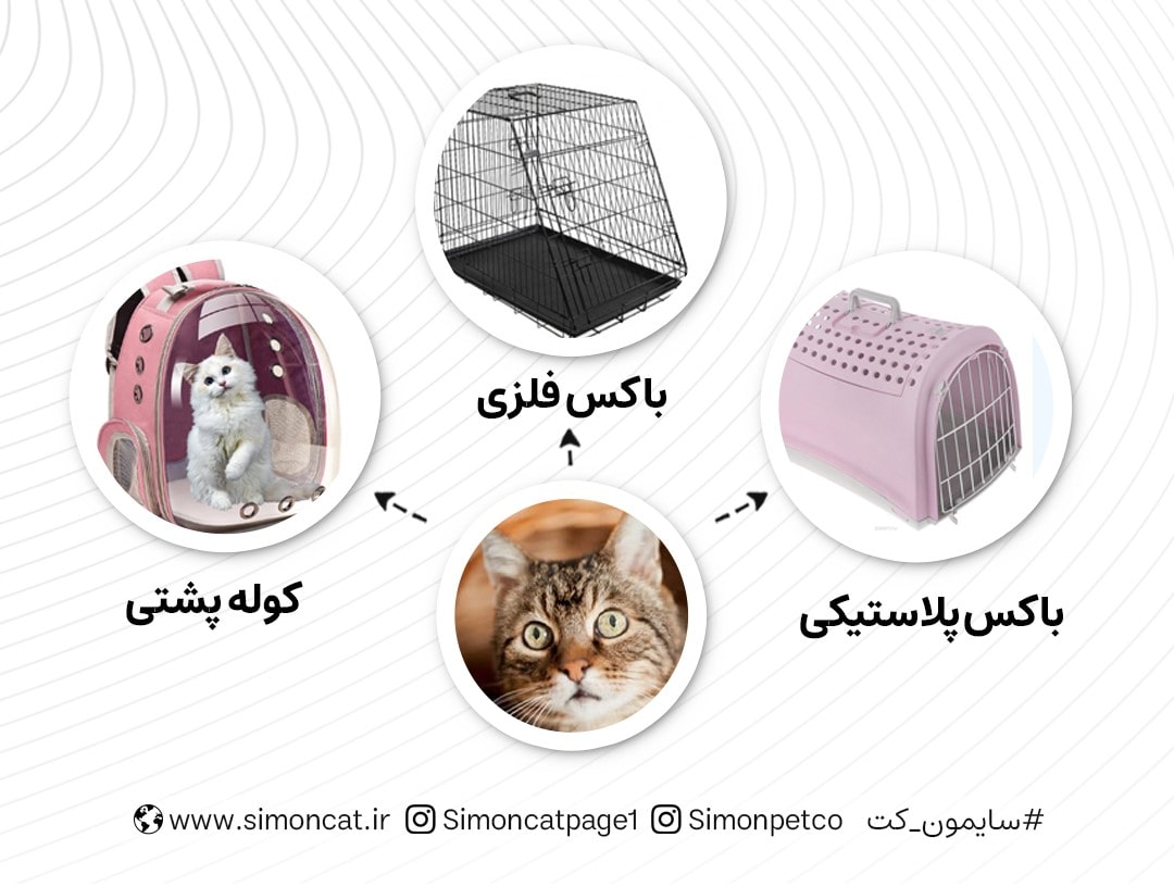 عکس باکس گربه