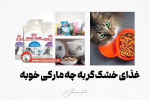 غذای خشک گربه چه مارکی خوبه