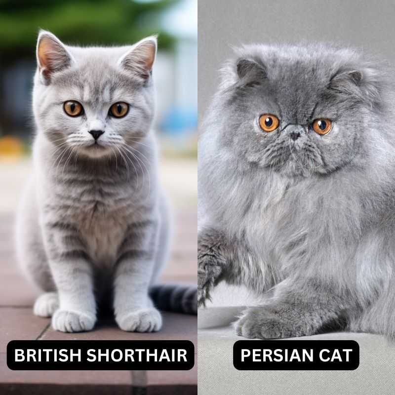مقایسه گربه پرشین و گربه بریتیش