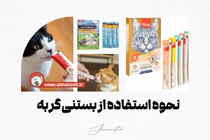 نحوه استفاده از بستنی گربه