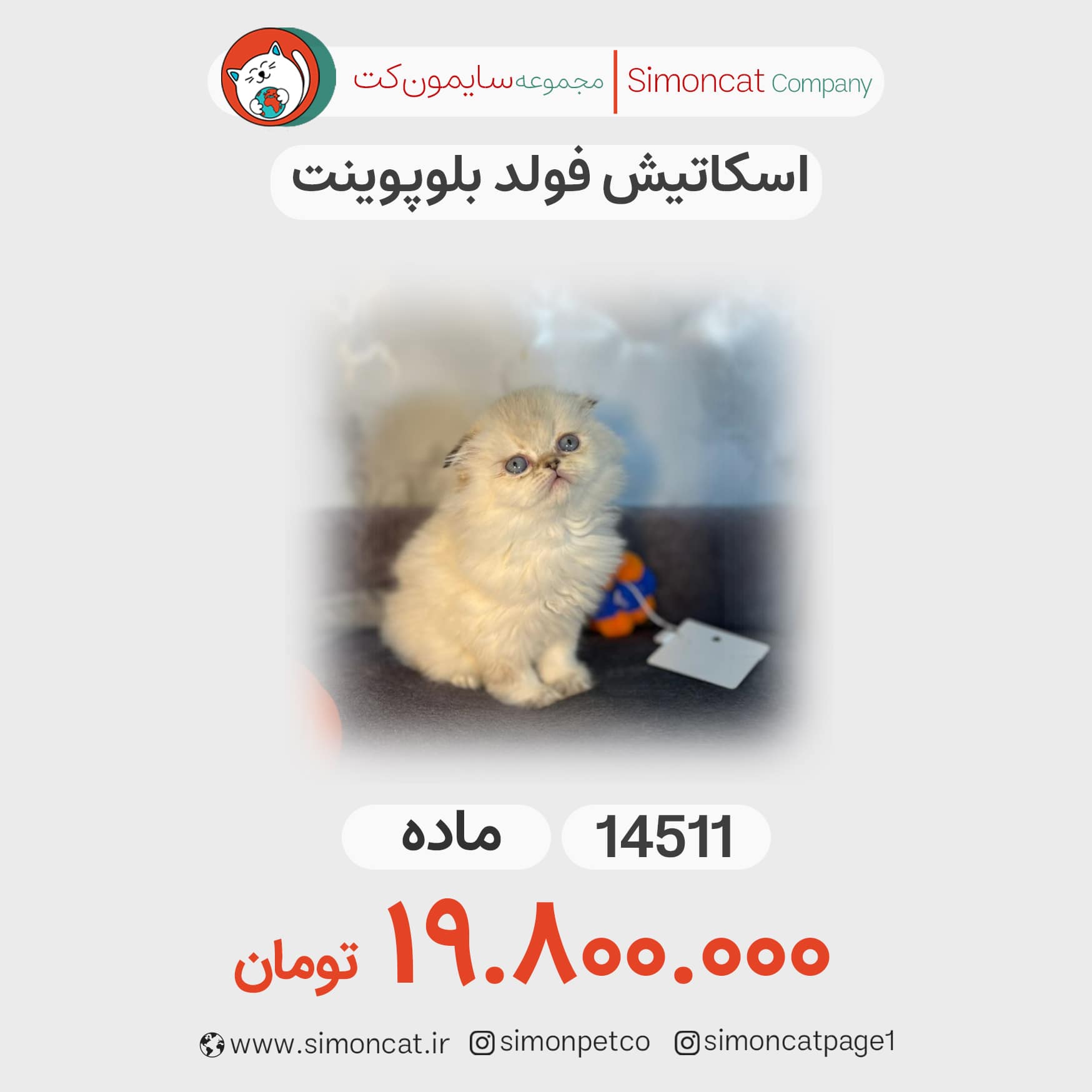 گربه اسکاتیش بلک گلد کد 14509