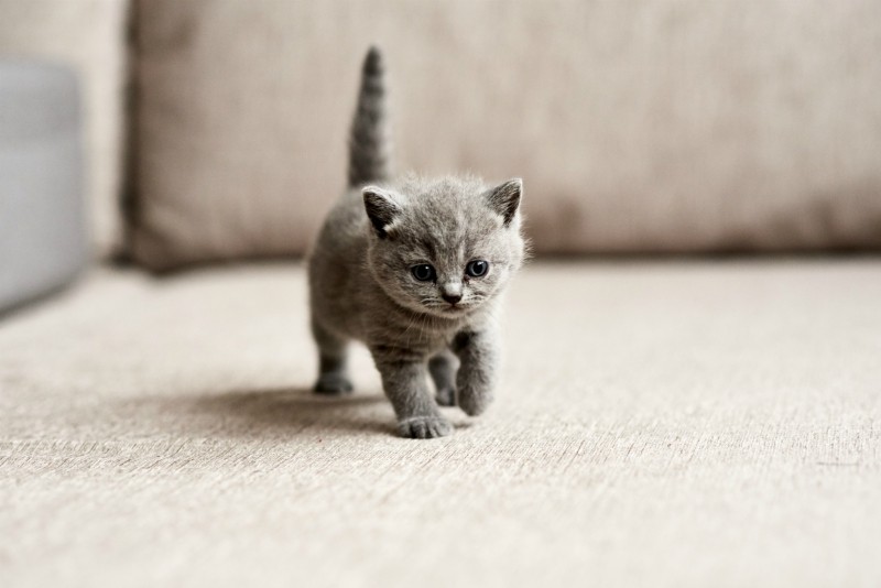 kitten عکس