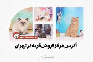آدرس مرکز فروش گربه در تهران