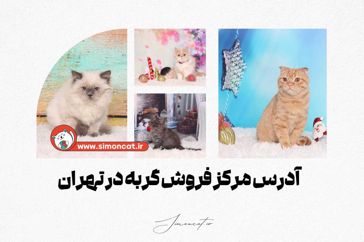 آدرس مرکز فروش گربه در تهران