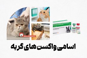 اسامی واكسن های گربه