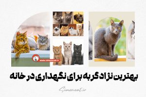 بهترین نژاد گربه برای نگهداری در خانه