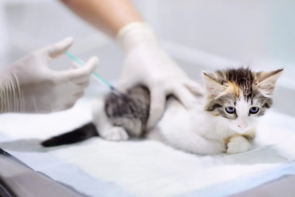 تحقیقات در حوزه واکسن گربه