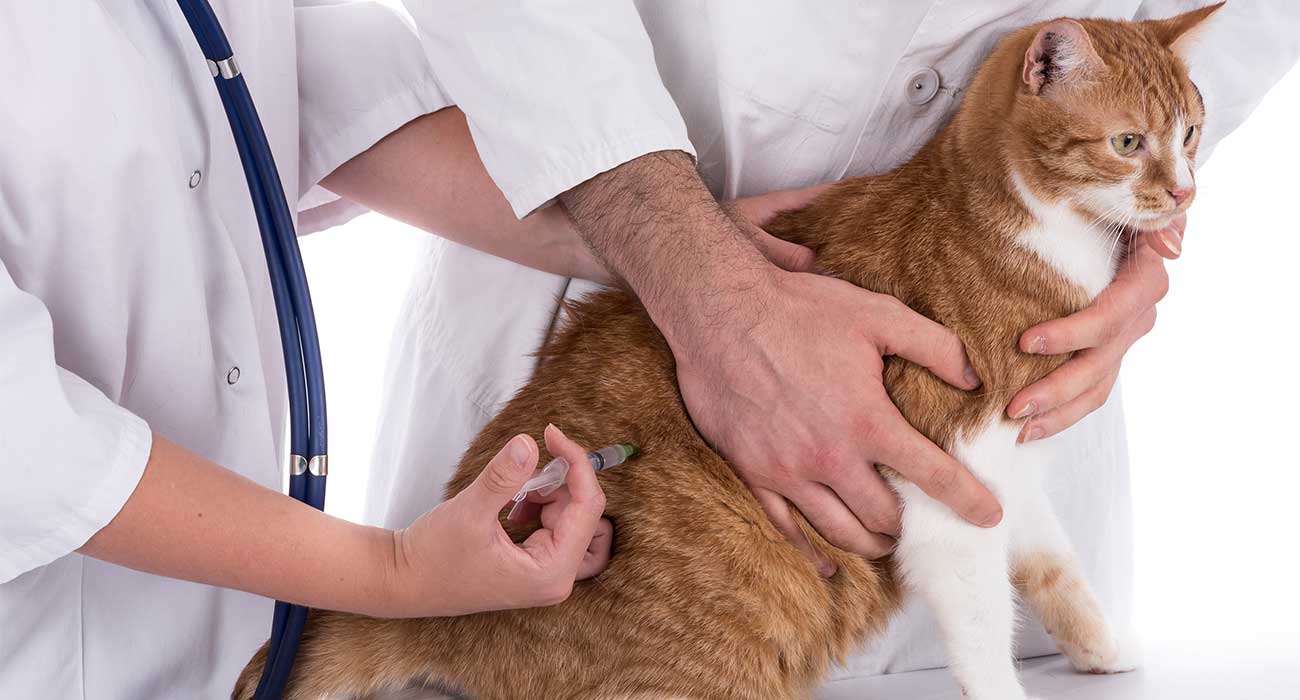 تزریق واکسن گربه