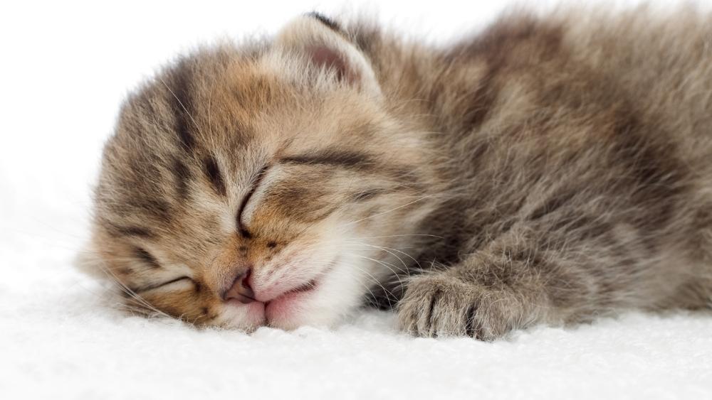 تصویر kitten