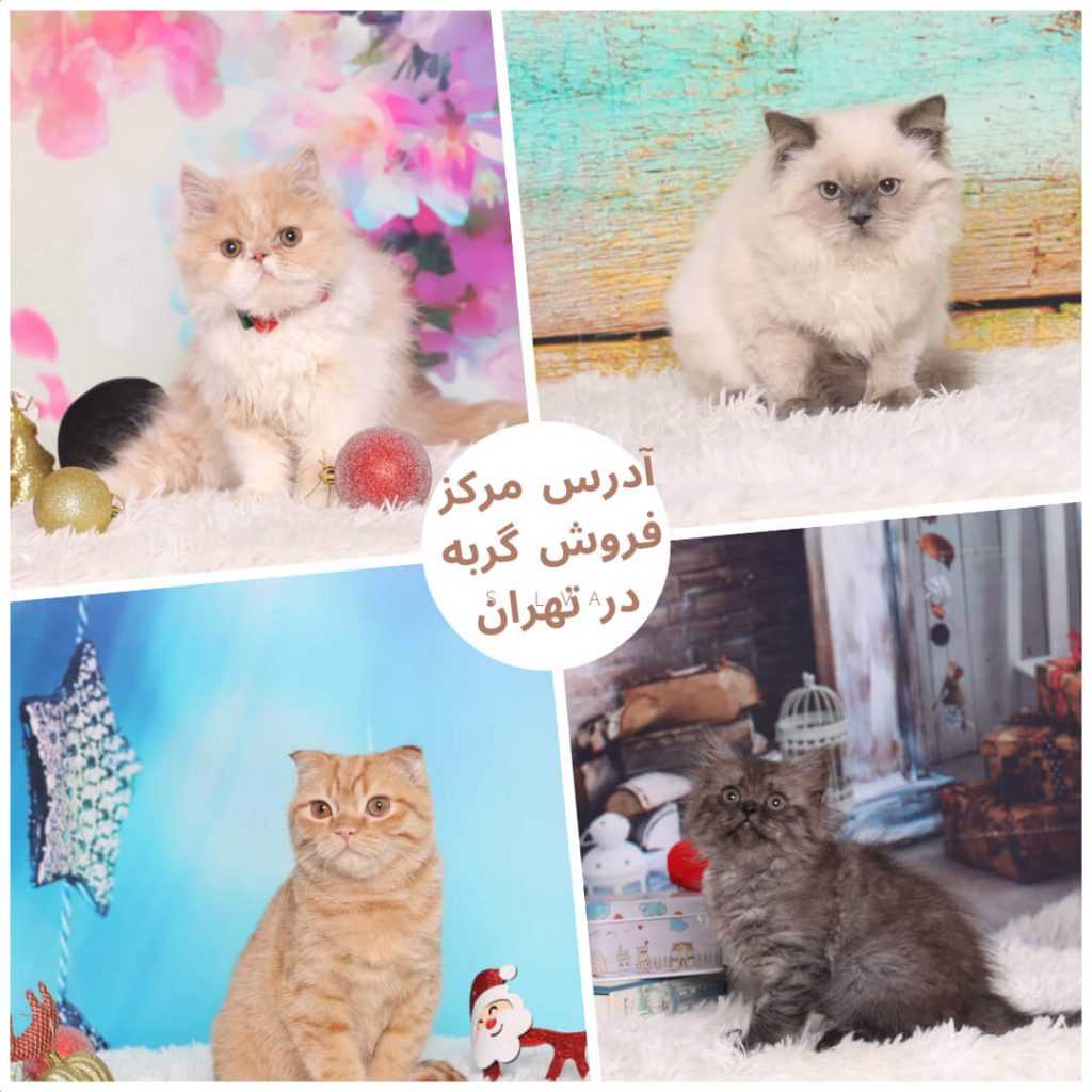 تصویر آدرس مرکز فروش گربه در تهران