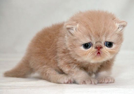 تصویر نمایه گربه غمگین