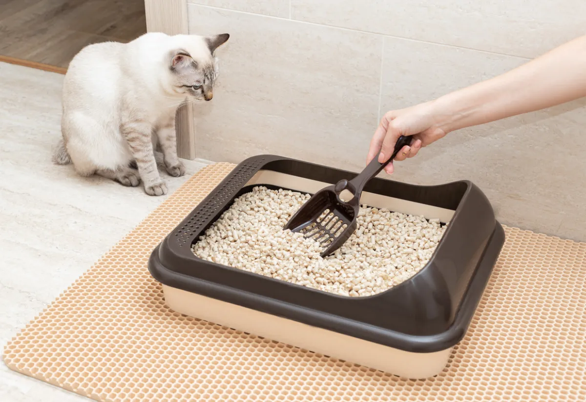 تمیز کردن ظرف خاک گربه