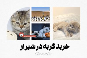 خرید گربه در شیراز