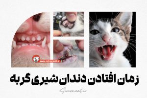 زمان افتادن دندان شیری گربه