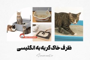 ظرف خاک گربه به انگلیسی