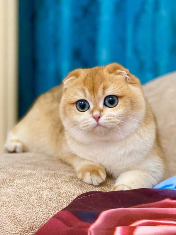 عکس گربه اسکاتیش ay12