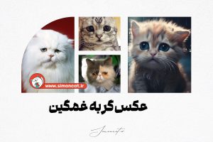 عکس گربه غمگین