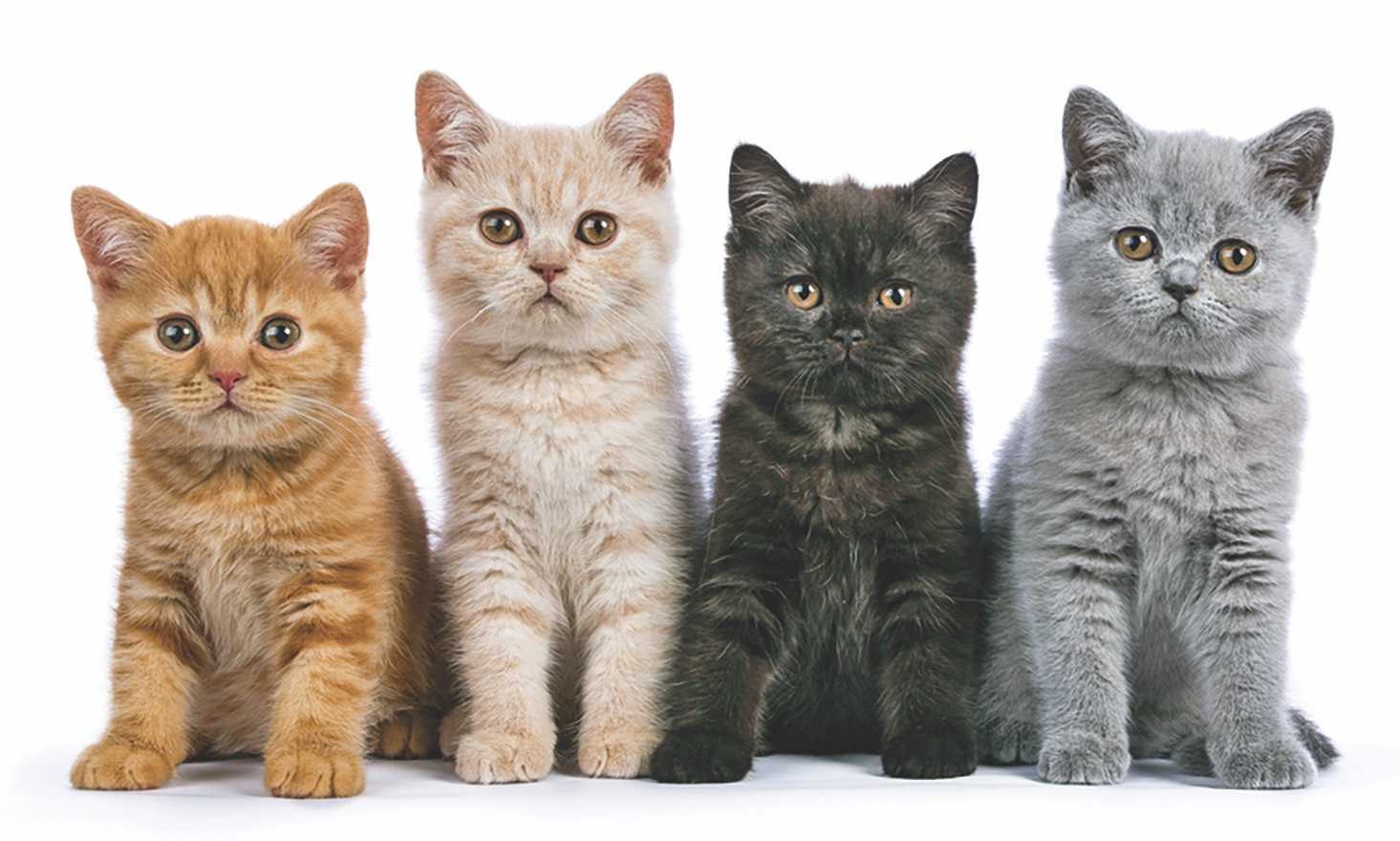 عکس گربه های زیبا