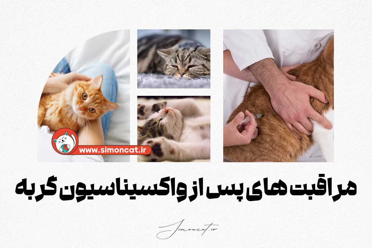 مراقبت های پس از واکسیناسیون گربه