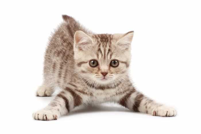مفهوم Kitten به انگلیسی