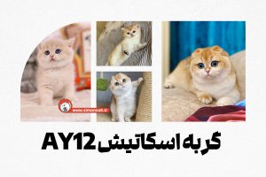 گربه اسکاتیش ay12