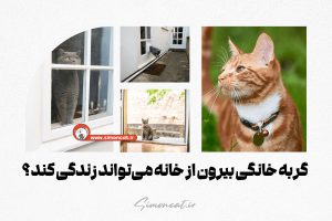 گربه خانگی بیرون از خانه می‌تواند زندگی کند؟