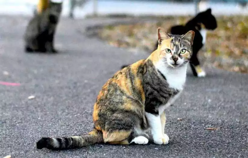 گربه دی اس اچ