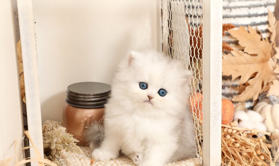 بچه گربه پرشین
