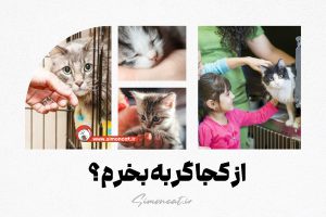 از کجا گربه بخرم؟