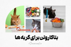 بتاکاروتن برای گربه ها