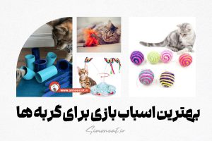 بهترین اسباب بازی برای گربه ها