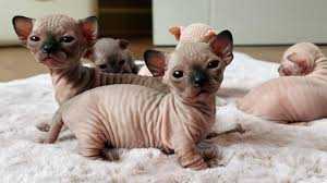 بچه گربه های اسفینکس