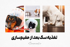 تغذیه سگ بعد از عقیم‌سازی