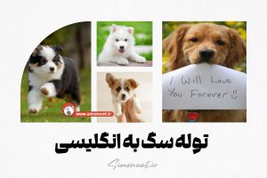 توله سگ به انگلیسی